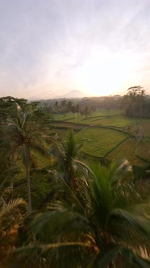 Vol cinématographique en drone FPV au-dessus de palmiers et de rizières luxuriantes au lever du soleil à Bali