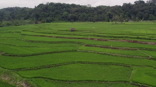 Aerial view of rice fields, palm trees, farmers, Sumba island, Indonesia.