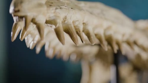 Aquatic Dinosaur bones on display rack focus along teeth