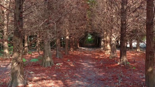 Low reverse flyover a tranquil forest path lined with Bald Cypress trees, under a natural canopy of