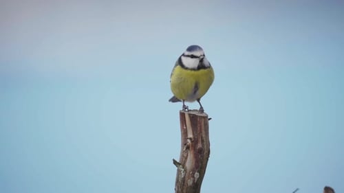 Perching Great Tit Bird (Parus Major) Then Fly Away. Close Up