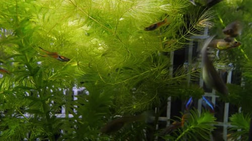 Normales Weitwinkel-Handfoto eines Aquariums mit Pflanzen wie Ceratophyllum, Elodea Canadensis, i