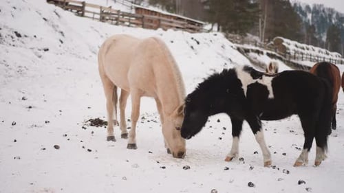 Horses Grazing Together in Snowy Winter Landscape