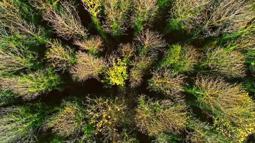 Autumn Forest