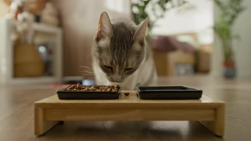 Tabby Cat Eats Dry Food from Raised Bowls