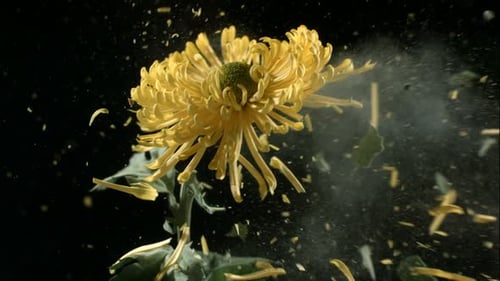Gelbe Blume, die in flüssigem Stickstoff eingefroren ist, explodiert in einer Zeitlupen-Phantomkamera