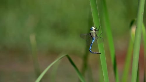 Blue dragonfly on straight green leaf
