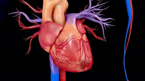 A close up of a human heart with its veins and arteries
