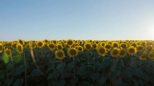 Sunflower Field in Summer Morning Sunshine