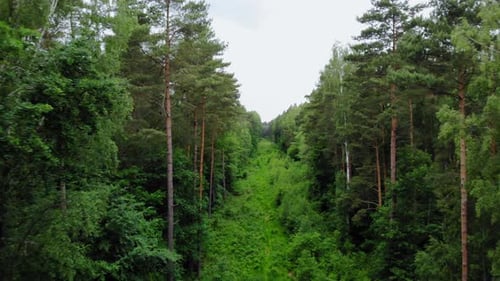 Fly Away At Densely Vegetated Forest Ground With Tall Conifer Trees. Aerial Pullback Shot