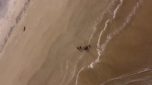 Aerial top down shot of wild scavengers vultures flying around dead animal at beach and eating in fr