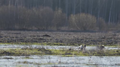 Black grouse fighting at lek in early morning sunlight