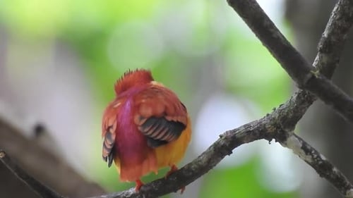 Vibrant Rufous-backed Kingfisher Preening on Tropical Branch