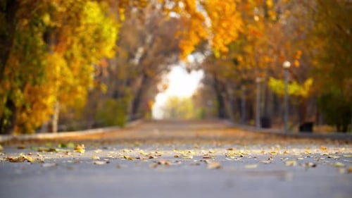 An autumn park with a road, many trees, and leaves slowly falling in a gentle leaf fall