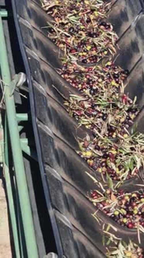 Conveyor belt carrying olives for processing in an olive oil mill