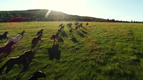 Herd of rodeo horses run in a big farm field during a warm sunset.