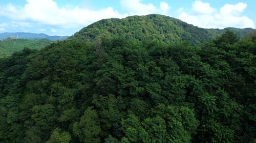 Mountain Forest In Summer Aerial View