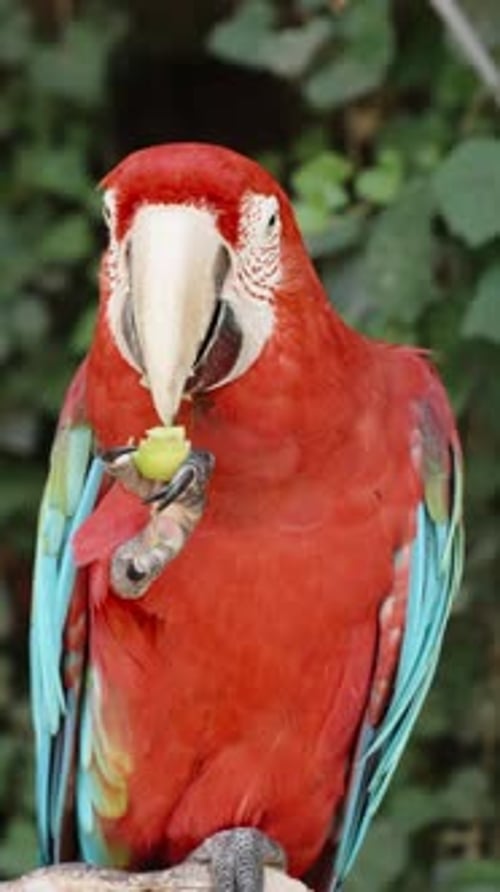 Vidéo verticale. Le perroquet ara rouge est assis sur une branche dans la forêt et tient un fruit vert