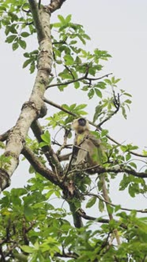Singe vertical dans la réserve faunique du Népal à Chitwan, vidéo verticale pour les réseaux sociaux Instagram Reel