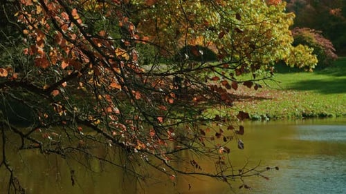 autumn trees reflected on lake on bright light with focus pull falling leaves
