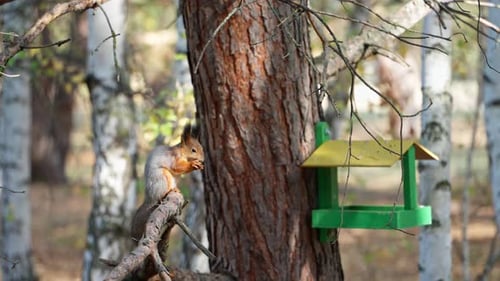 A fluffy squirrel sits on a branch in a public park and eats a nut.