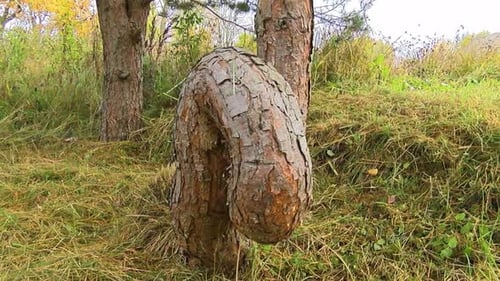 Bizarre Tree Growth in a Rural Area