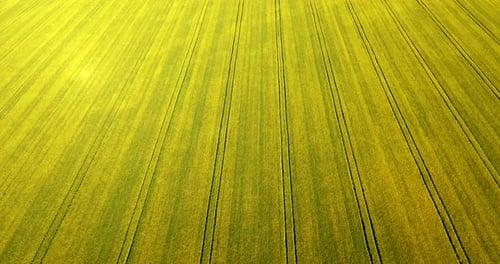 Yellow Canola Field