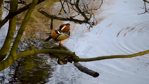 Farbige Mandarinenente steht auf einem umgestürzten Wald auf der Oberfläche des Sees, während weiße Ente