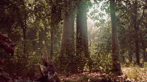 Misty Beech Forest on the Mountain Slope in a Nature Reserve