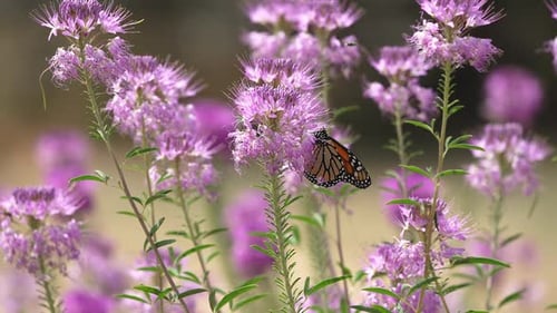 Monarch Butterfly collecting nectar from flowers in summer