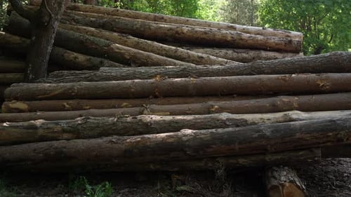 Deforestation Industry Concept