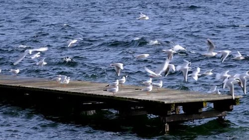 Una bandada de gaviotas posada en un muelle de madera sobre aguas azules agitadas, con un telón de fondo de olas y d