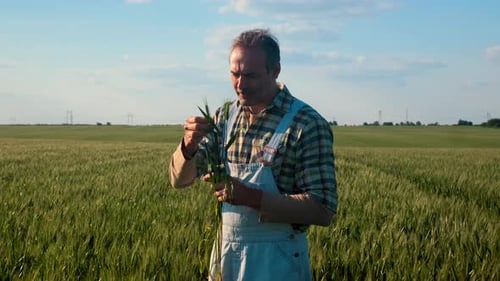 Confident farmer standing in wheat field at sunset examining crop in his hands.