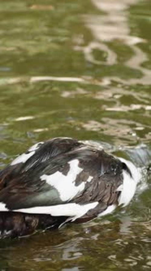 Vidéo verticale. Le canard se baigne dans l'étang et plonge sa tête sous l'eau. Le mouvement est lent