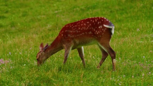 Graceful Deer with Big Antlers in the Wild Wild Animals Walk in Green Meadows