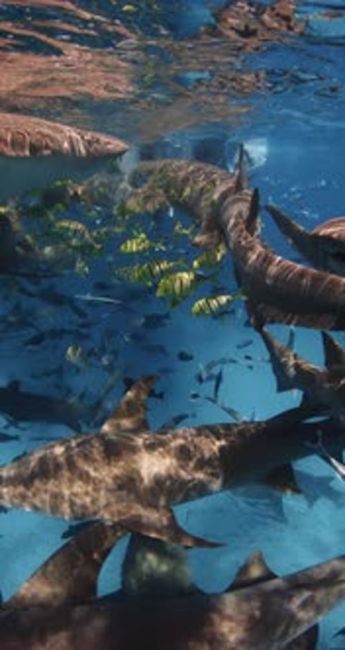 Nurse Sharks Underwater in Transparent Blue Sea Snorkeling with School of Nurse Sharks