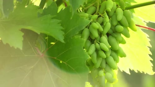 Bunch of unripe grapes growing on vine at a farm. Closeup of white grapes on vine