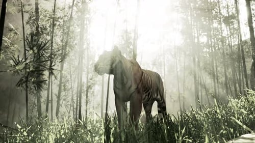 In the Midst of a Bamboo Thicket a Colossal Bengal Tiger Stalks Its Quarry