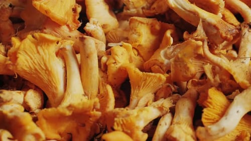 Cuisiner des chanterelles, gros plan, macro, champignons grillés, gros plan, chanterelles rôties et une cuillère en bois
