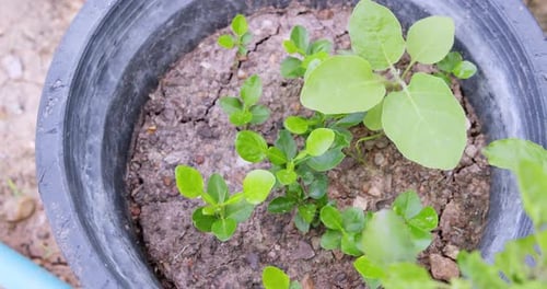 Growing healthy plants in a pot home garden nature indoor environment top view green living