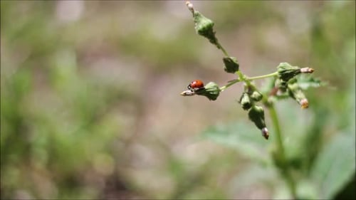 Ladybug on a Green Plant