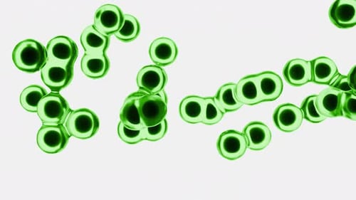 Microscopic Green Cells Move In A Loop Against White Background