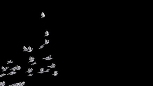 Graceful White Doves Flying Animated Overlay