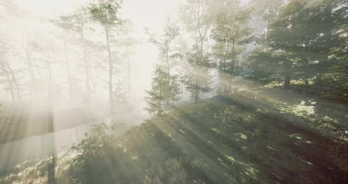 Sunlight Filtering Through Trees in a Serene Forest During Early Morning Hours