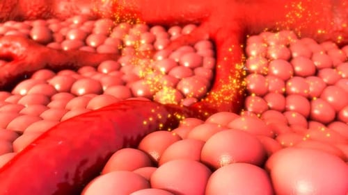 Microscopic View of Blood Cells and Capillary Circulation