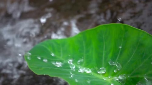 Water Drop Falling