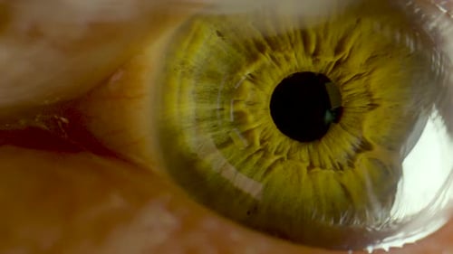 Extreme close up of a green human eye.