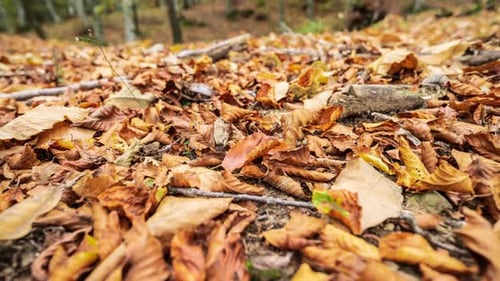 Sliding shot of a forest floor covered in golden autumn leaves.