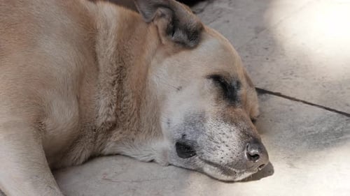 Einsamer obdachloser Hund liegt auf der Straße im Freien
