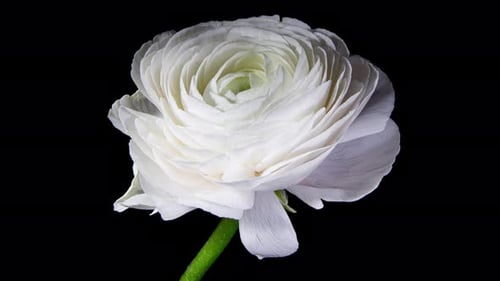 White Flower Blooming on Black Background